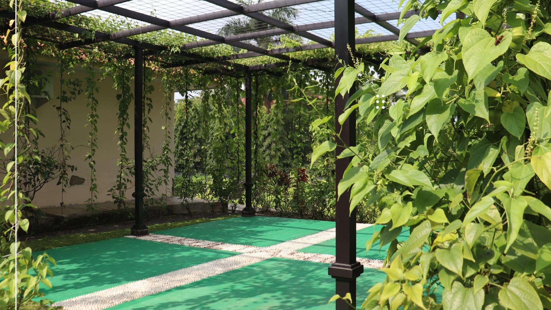 Pusat Unggulan Riset Sacha Inchi (Pursachi) Universitas Galuh